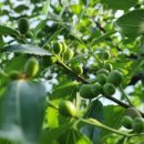 백천농장 이미지