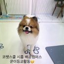 코펫스쿨시흥배곧캠퍼스