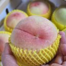GAP] 복숭아님 천중도 백도 기가막힙니다.♡ 복숭아(진실농원)님 맛보기 이미지