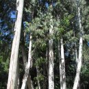 바릴로체 이미지