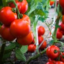 토마토 식물에서 더 많은 열매를 얻는 7가지 방법(7 ways to get more fruit from a tomato plant) 이미지