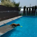 38.5DOG | 모카와 청주 나들이 38.5DOG에서 대형견수영하고 뛰놀기