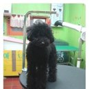 코지펫살롱 이미지