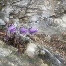 대촌마을(덕우리) 이미지