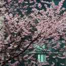 부산배화학교 이미지