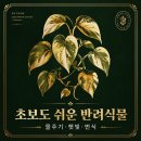 스킨답서스｜초보자도 쉽게 키우는 공기정화 식물 완벽 가이드