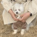 다온 애견삽 | 청주 내수 애견카페❤︎댕그라운드❤︎