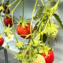 동방농장 이미지