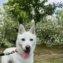 힐링댕 | [입양홍보] 가족이 되어주세요 / 아산 동물보호연대 정기봉사 후기 (23)