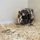 펫엔글라이더본점&로던트클럽 광주 이미지