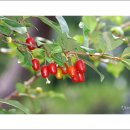 The 건강나무 이미지