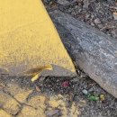 서울구의초등학교 이미지