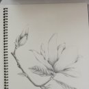 보타니컬아트(초급) 이미지