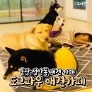 도그파우 이미지