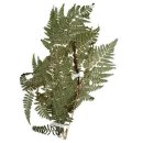 고사리 (Bracken) 이미지