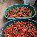 하다지재제2농장 | [깜짝이벤트완료]작은빛네 노지 공심채1kg 주문 하시면 500g 더 드려요.태국고추 5개 같이 나가요./감자...