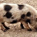 돼지꿈행운농장 이미지