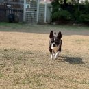 피스테일 이미지