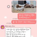 애견호텔 몽몽 이미지