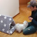 [공지] [필독]강아지출장방문훈련 비용 및 후기,가능지역