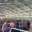 거창한우 이미지