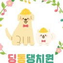 딩동댕 애견카페 이미지
