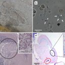 야생구피 Micropoecilia picta의 뇌 감염 신경 친화성의 microsporidium 이미지