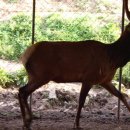 대성목장2 이미지