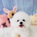 지오애견미용샵 이미지