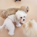 치즈 애견유치원&애견호텔 이미지