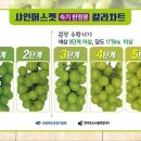 송샤인