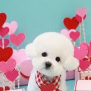 바오그루밍 이미지