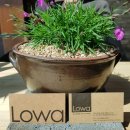 완도LOWA 이미지