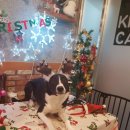 플라잉독 이미지