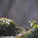 만주바람꽃 이미지