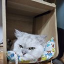 호호냥(Hohonyang) 이미지