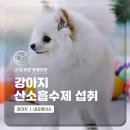 24시 서초바른동물병원 | 양재동동물병원 강아지 산소흡수제 섭취 구토유발 [서초바른동물병원]
