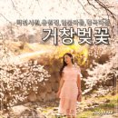 거창군남상면임불보건진료소 | 거창벚꽃 - 덕천서원,용원정,임불마을,병곡마을 주차 및 개화상황