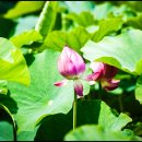 버들공원 이미지