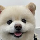봉이네 애견미용 네이버블로그