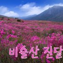 352차 경상북도 대구 비슬산 산행공지 이미지