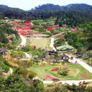 2021-04-18(일)태안반도 꽃지해변 알리움 축제+ 암면도식물원-간월암 일몰-신비서런 봄꽃 여행 이미지