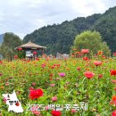 덕정 대왕참나무길 | 10월 평창 가볼만한곳 백일홍축제 강원도 가을 꽃 가족여행