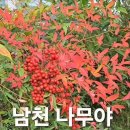 남천 나무야 이미지