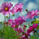 코스모스 이미지