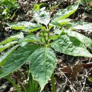 계촌 농장 | 먼산 개미허리등에서 지종급 산삼을 만나다. (2019/05/09 )