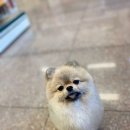 윙크펫 이미지