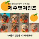 🍊제주 탠져린즈🍊 성공적인 반려견 데뷔를 응원해주세요! 이미지