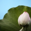 경주연꽃단지 이미지