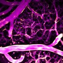 ﻿뇌의 영양분 공급 조절하는 모세혈관 '칼슘 신호 체계' 발견 이미지